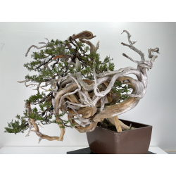 Juniperus sabina -sabina rastrera- A00420 vista 7