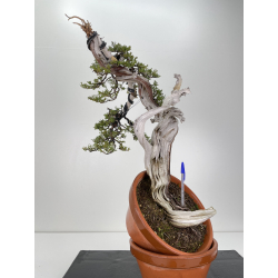 Juniperus sabina A00837