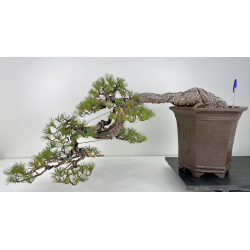 Pinus sylvestris (pino silvestre europeo) I-6161