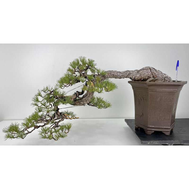 Pinus sylvestris I-6161