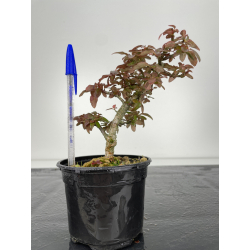Pyracantha I-6174