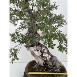 Quercus suber I-6177 view 2