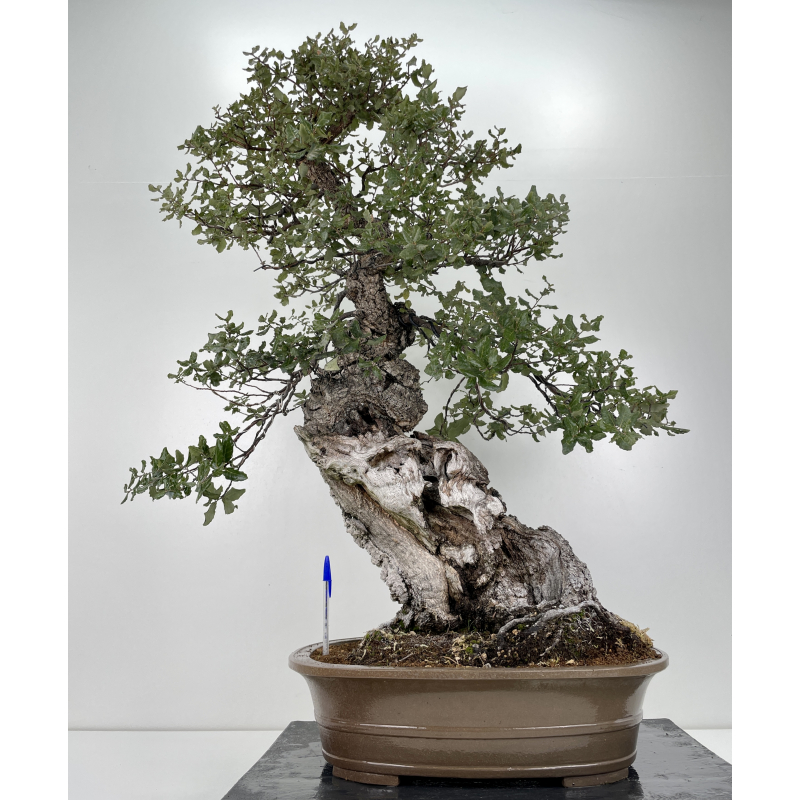 Quercus suber I-6177
