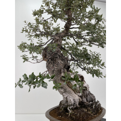 Quercus suber I-6177 view 4