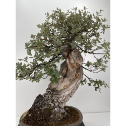 Quercus suber I-6177 view 5