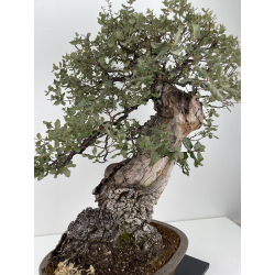 Quercus suber I-6177 view 6