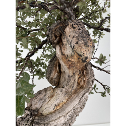 Quercus suber I-6177 view 7