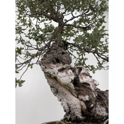 Quercus suber I-6177 view 8