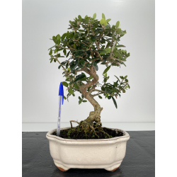 Olea europaea sylvestris I-6191