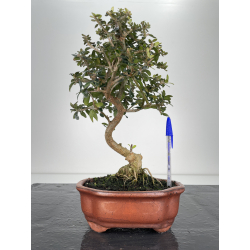 Olea europaea sylvestris I-6192