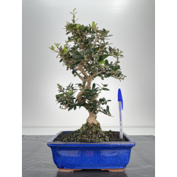 Olea europaea sylvestris I-6193