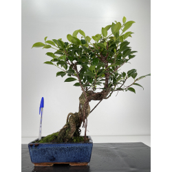 Ficus retusa I-6197