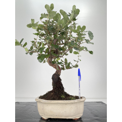 Quercus suber I-6171B