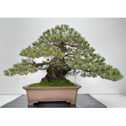 Pinus parviflora pentaphylla I-6195