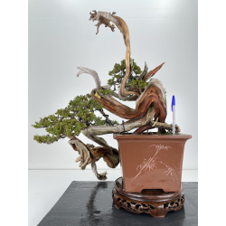 Juniperus sabina -sabina rastrera- A00446