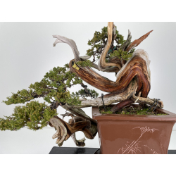 Juniperus sabina A00446 view 2
