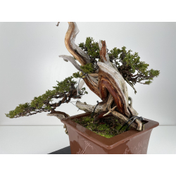 Juniperus sabina A00446 view 3