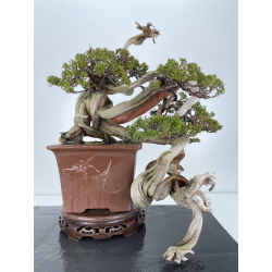 Juniperus sabina A00446 view 4
