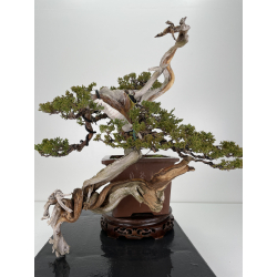 Juniperus sabina A00446 view 5