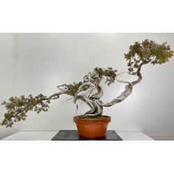 Juniperus sabina A00849