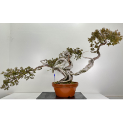 Juniperus sabina -sabina rastrera- A00849