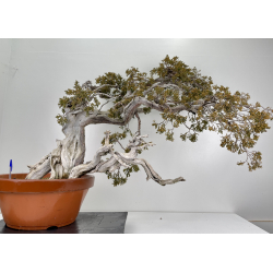 Juniperus sabina -sabina rastrera- A00896