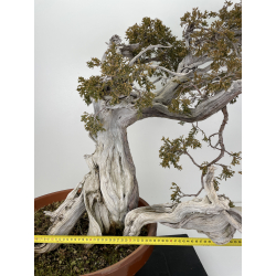 Juniperus sabina -sabina rastrera- A00896 vista 2