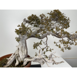 Juniperus sabina -sabina rastrera- A00896 vista 3