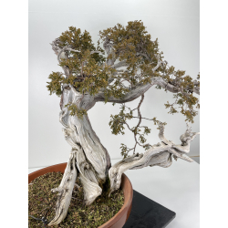 Juniperus sabina -sabina rastrera- A00896 vista 4