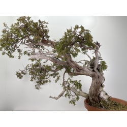 Juniperus sabina -sabina rastrera- A00896 vista 5