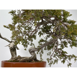 Juniperus sabina -sabina rastrera- A00922 vista 4