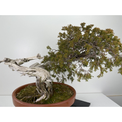 Juniperus sabina -sabina rastrera- A00922 vista 5