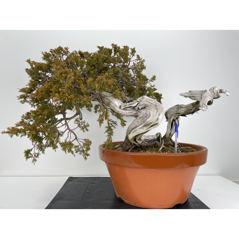 Juniperus sabina -sabina rastrera- A00922