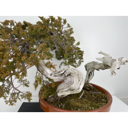 Juniperus sabina -sabina rastrera- A00922 vista 2