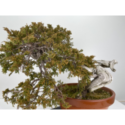 Juniperus sabina -sabina rastrera- A00922 vista 3