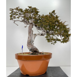 Juniperus sabina -sabina rastrera- A00693