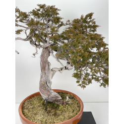 Juniperus sabina A00693 view 2