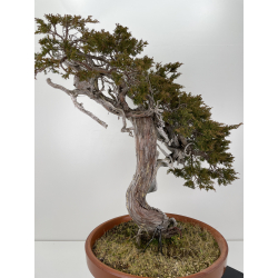Juniperus sabina A00693 view 3