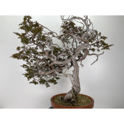 Juniperus sabina A00693 view 4