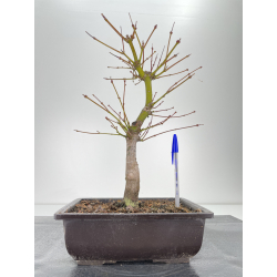 Acer palmatum oshu beni I-6252