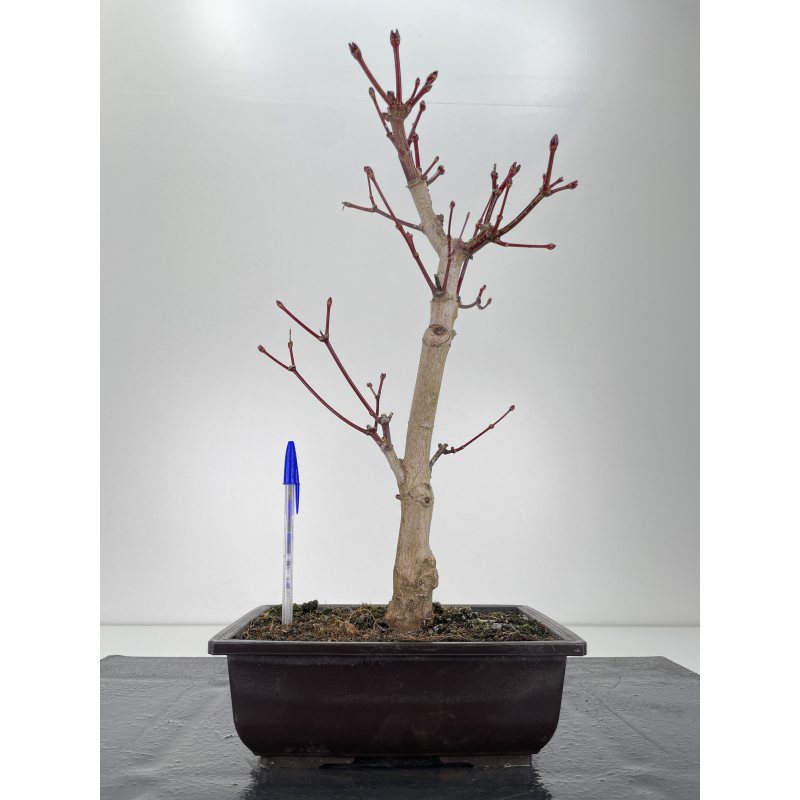 Acer palmatum itaya meigetsu I-6254