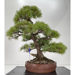 Pinus parviflora pentaphylla I-6256