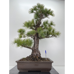 Pinus parviflora pentaphylla I-6257