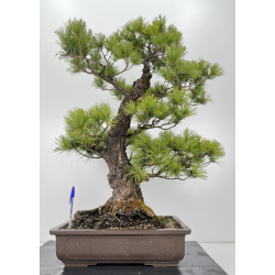 Pinus parviflora pentaphylla I-6258