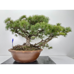 Pinus parviflora pentaphylla I-6259