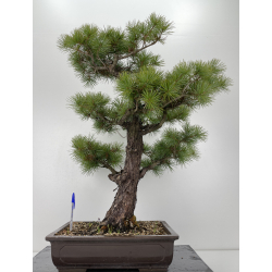 Pinus parviflora pentaphylla I-6260