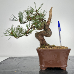 Pinus sylvestris (pino s. europeo) I-6269