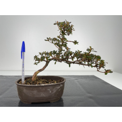 Azalea I-6272