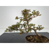 Azalea I-6272 view 3