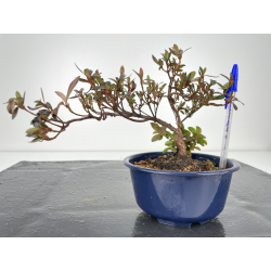 Azalea I-6274